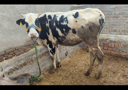 Hf Cross 2Dant bachri