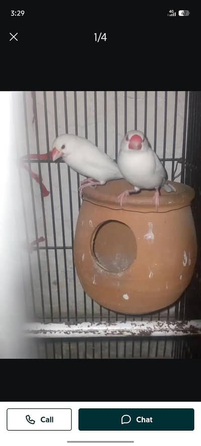 Java finch white Java female Gary java male 2500 pair breeder pair
