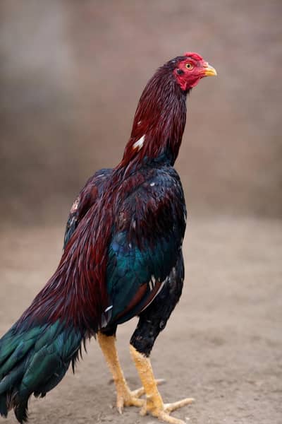 pakistani breed Aseel murga high quality