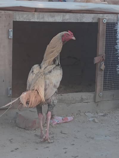 Pure Pakistani aseel putha for sale