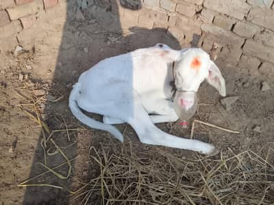 Sahiwal cros gai for sale