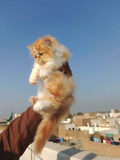 Persian kittens| Triple Coated |Punch Face kittens fluffy| piki face