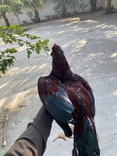 Galva murga and murgi