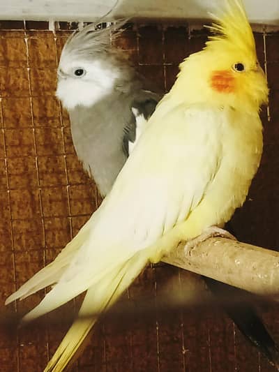 cocatail pair for sale