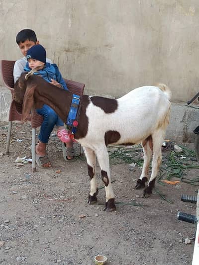 Bakri doodh wali