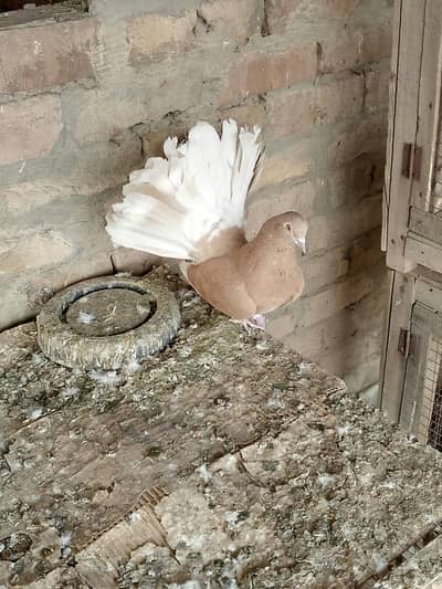 yellow body white tail yellow tail  silver body whitetail   mails