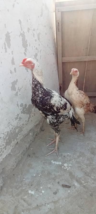 Aseel pair healthy and active