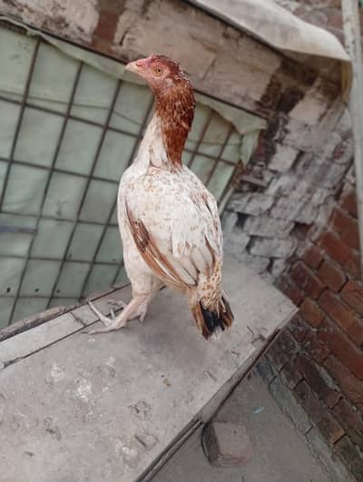 high quality female for sale