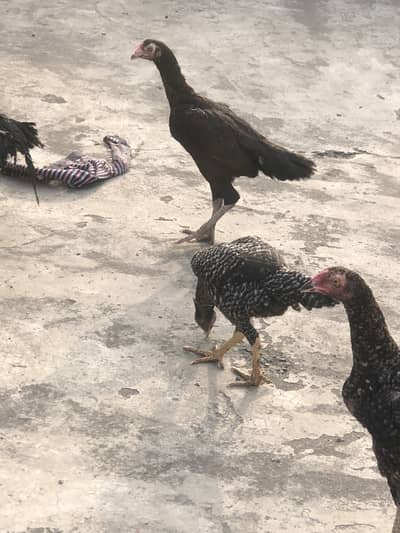 Aseel imported+ lasani cross chiks available