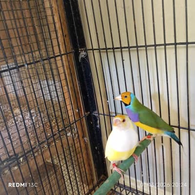 gouldian red eyes female with split red eyes male available pair sale