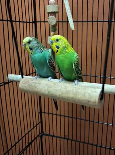 Breeders Budgies Pair For Sale