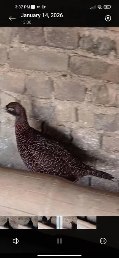 Grean fotfiber 2 female 1 Male