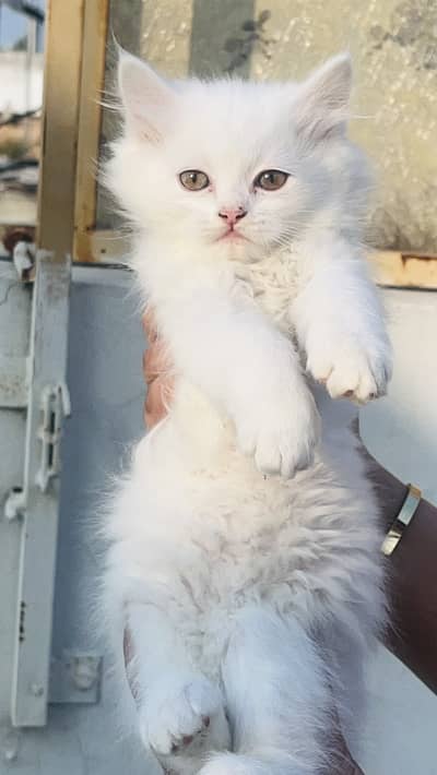 Very active, play ful , jolly