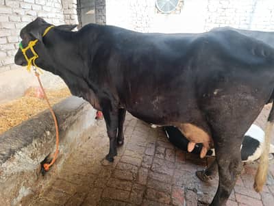jersey cross cow / pregnant cow / گائے /desi cow