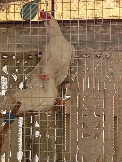 hen hera pepar wait  aseel