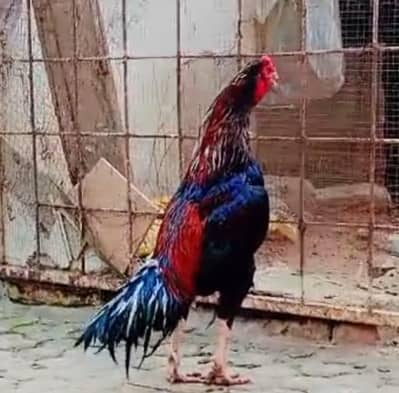 Aseel Pathay and pair