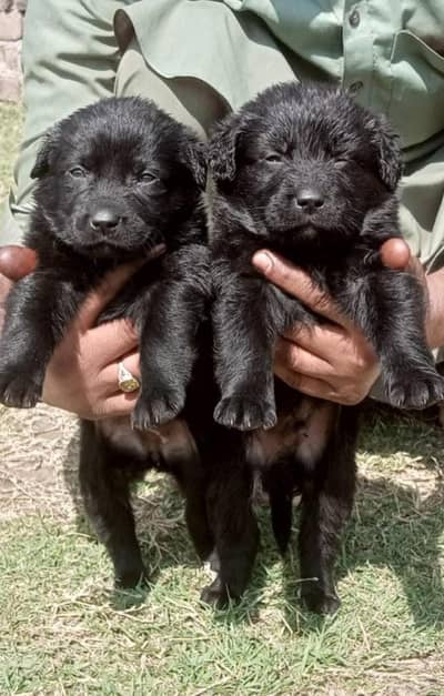 Black German shepherd  Long coat | Puppy | GSD | Dog for sale