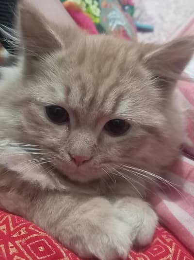 Fluffy, healthy, and very friendly. Perfect for home and kids.