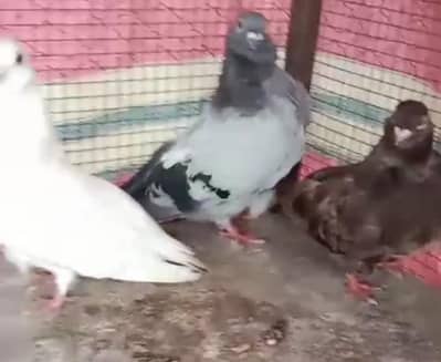 FANCY PIGEONS FOR SALE IN MULTAN