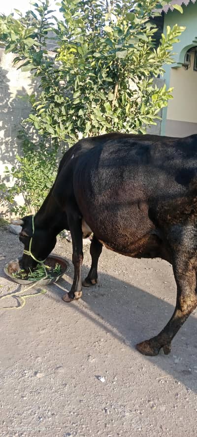 Fresian Jersey cross