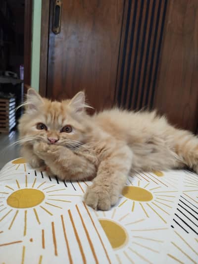 Persian cat for sale with cat house