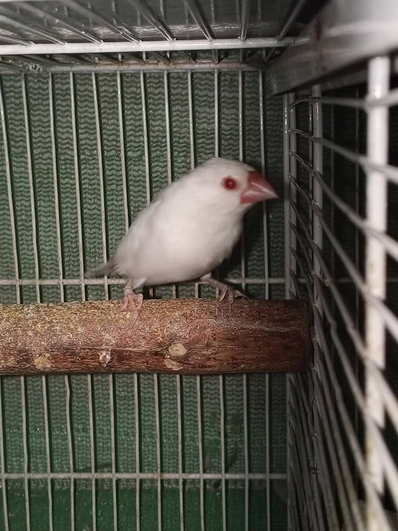 white java red eye chick 0