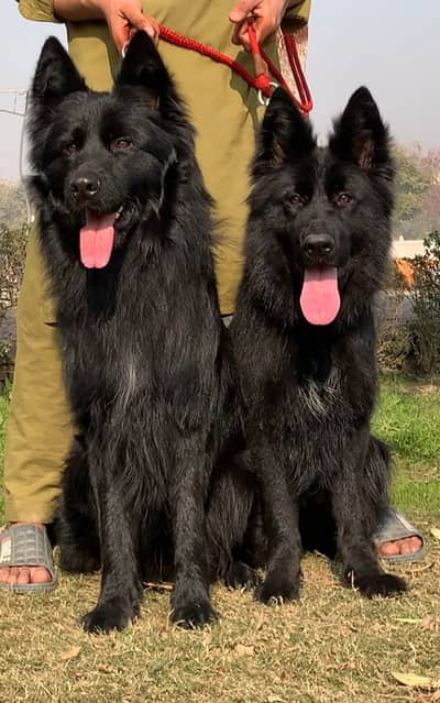 black German Shepherd long coat pair for sale