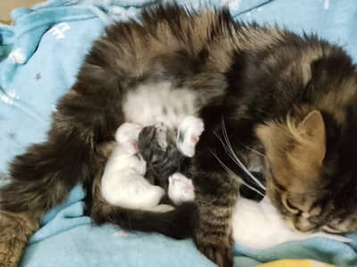 PERSIAN FEMALE CAT AND 5 KITTENS FOR SALE / KITTENS / PERSIAN