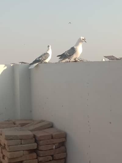 blue cherry swallow breeder pair