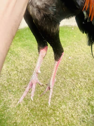 لاکھا مرغا برائے فروخت | عمر 12 ماہ | خالص نسل | اعلیٰ کوالٹی