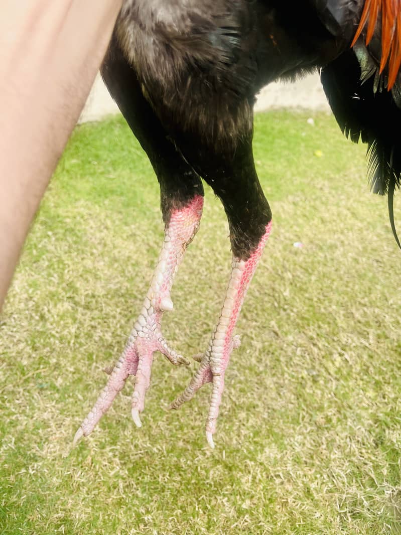 لاکھا مرغا برائے فروخت | عمر 12 ماہ | خالص نسل | اعلیٰ کوالٹی 0