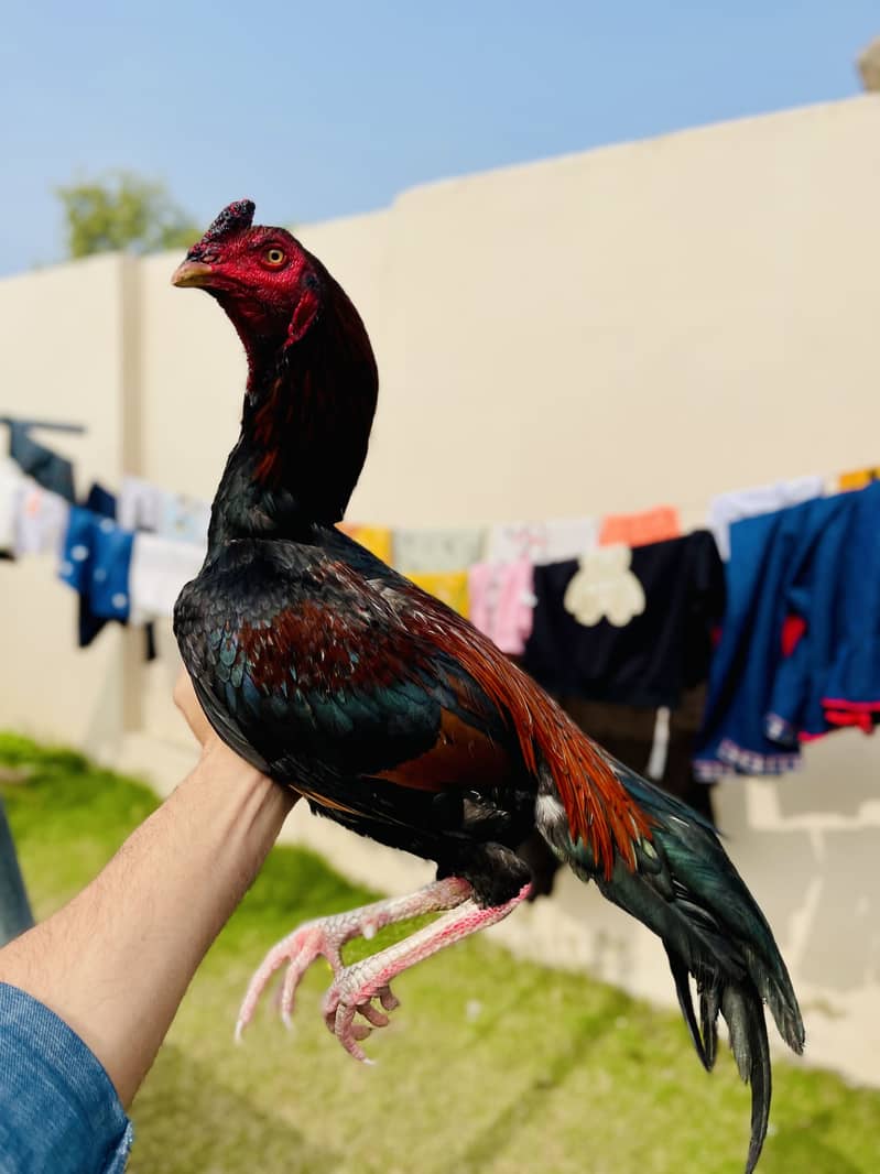 لاکھا مرغا برائے فروخت | عمر 12 ماہ | خالص نسل | اعلیٰ کوالٹی 1