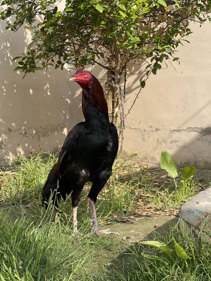 لاکھا مرغا برائے فروخت | عمر 12 ماہ | خالص نسل | اعلیٰ کوالٹی 2