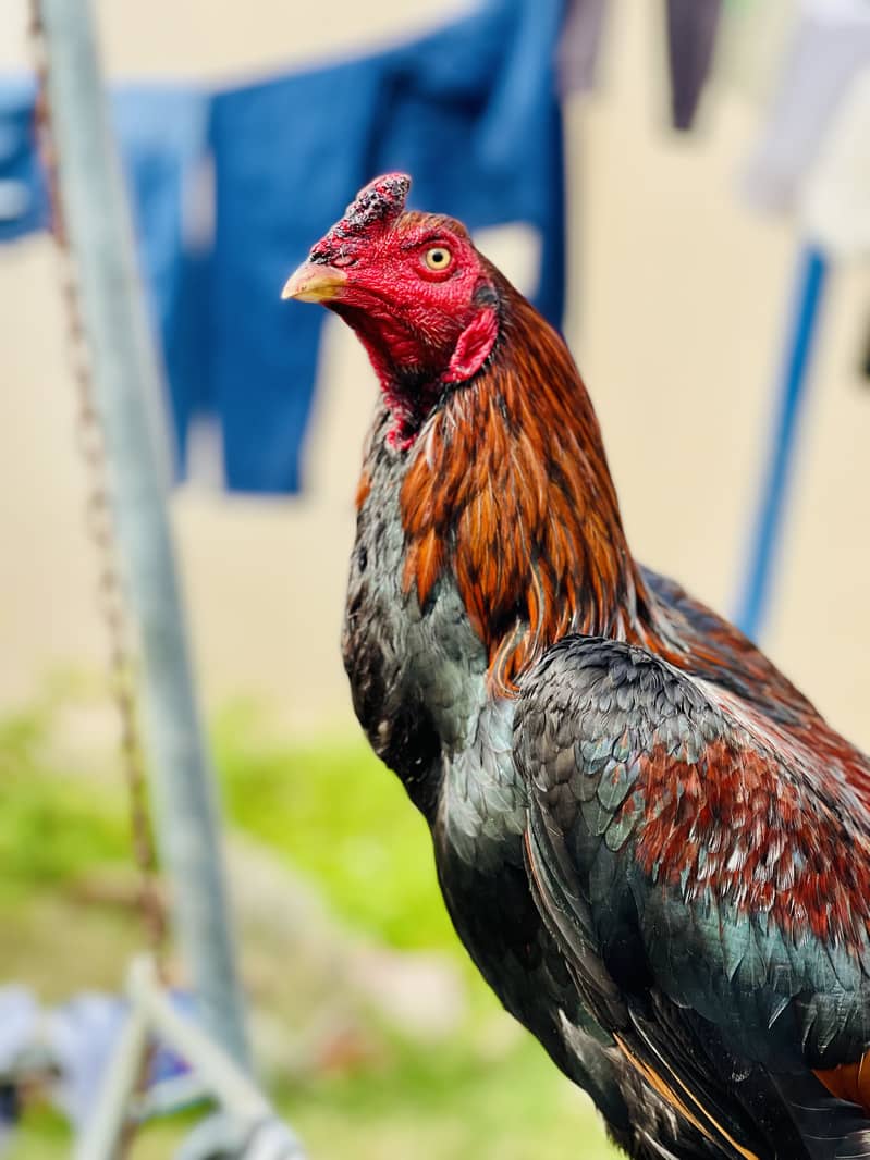 لاکھا مرغا برائے فروخت | عمر 12 ماہ | خالص نسل | اعلیٰ کوالٹی 3