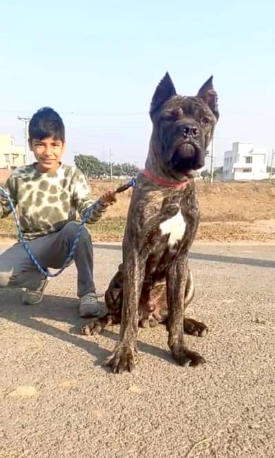 canecorso puppy import quality