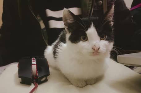 Healthy and Active cats