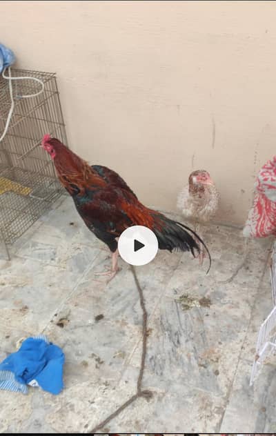 aseal hens for sale