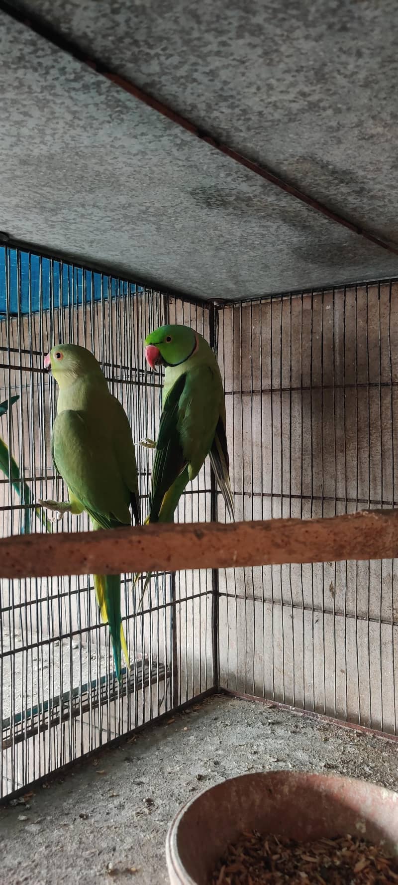 olive split ringneck 0