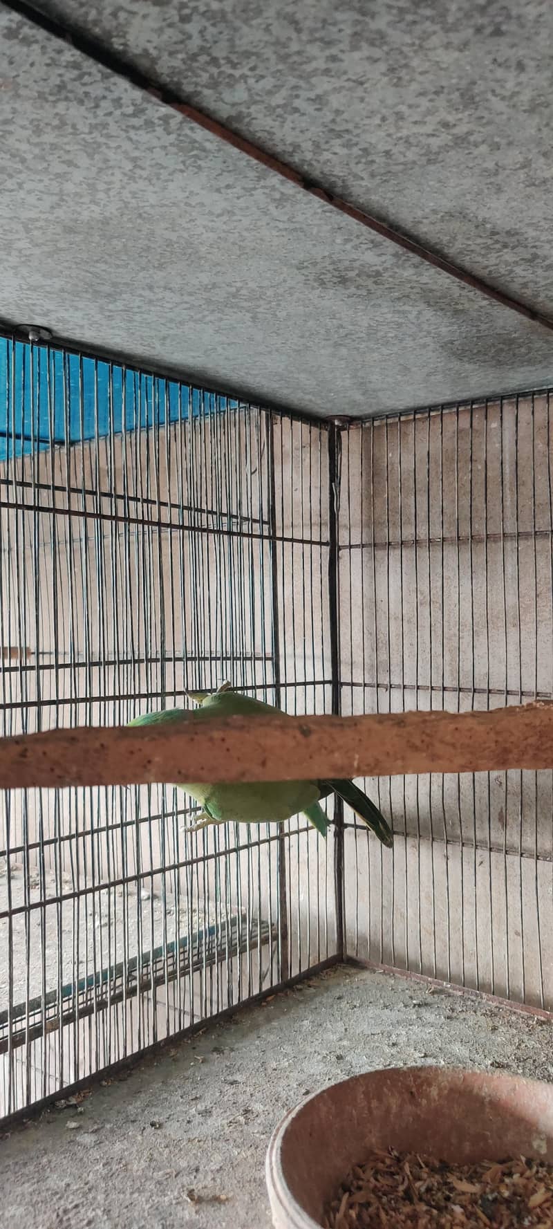 olive split ringneck 1
