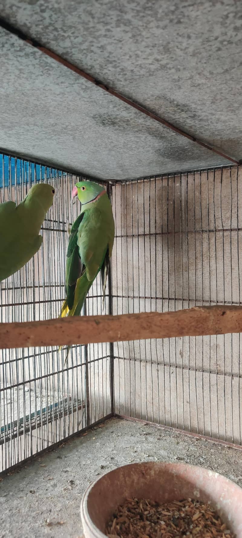 olive split ringneck 2