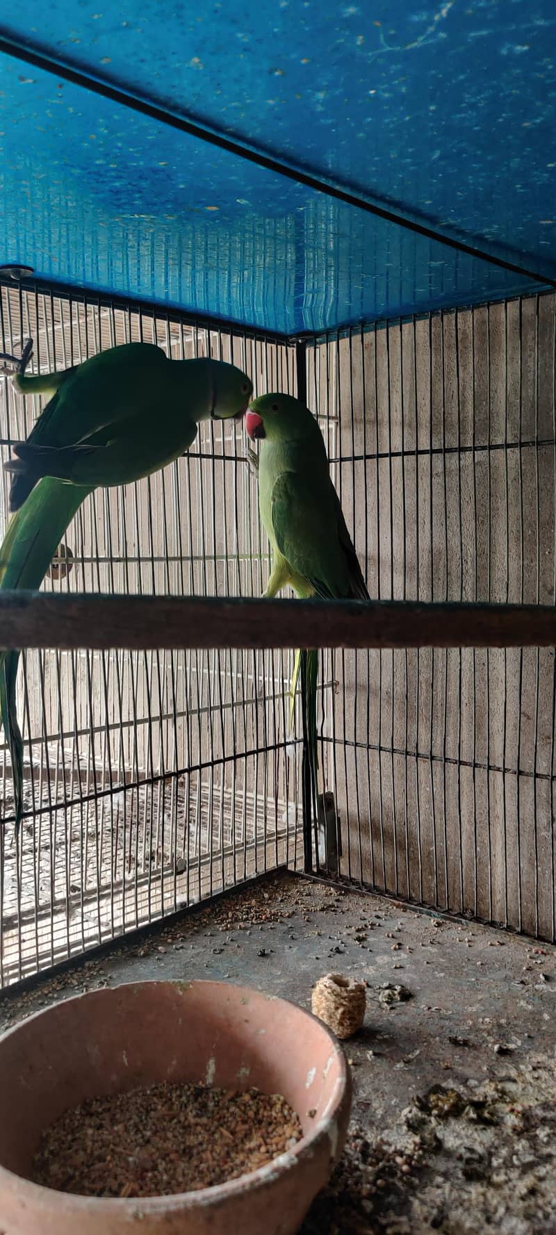 olive split ringneck 3