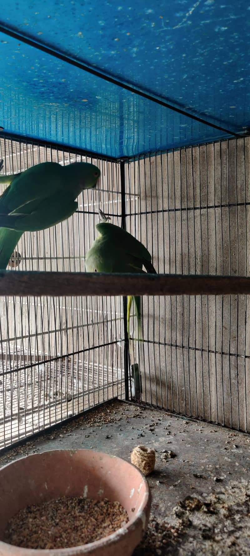 olive split ringneck 4