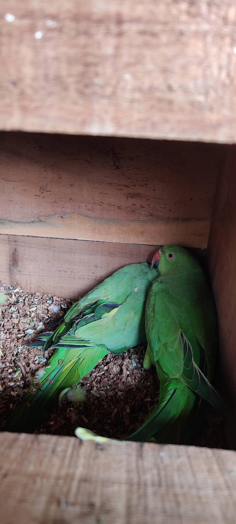 olive split ringneck 5