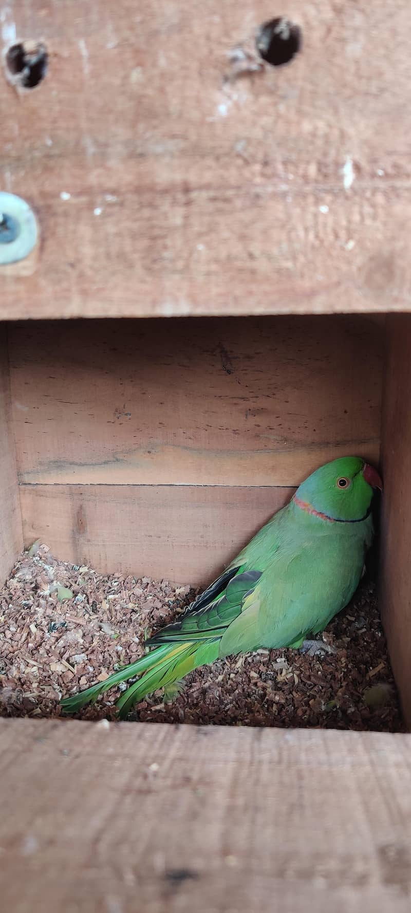 olive split ringneck 6