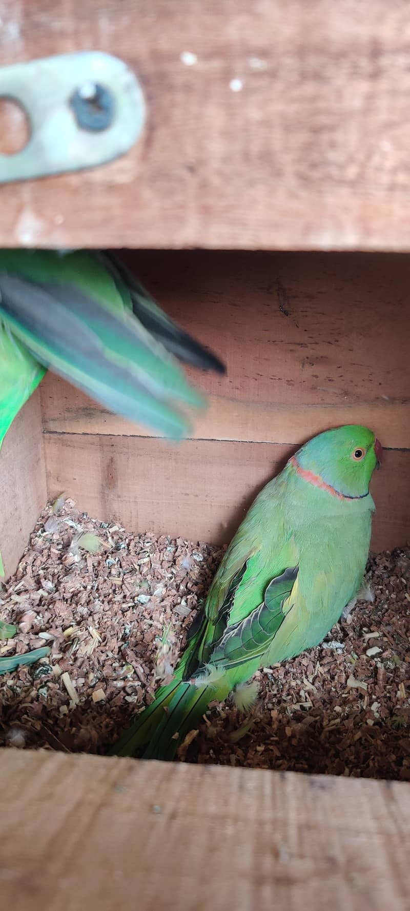 olive split ringneck 7