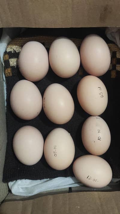Light Sussex Heritage Eggs