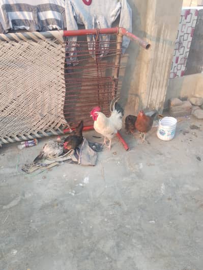 Desi Murigian Ghar Ki