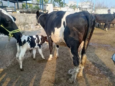 Pure fresian | Friesian Cow | Fist timer | Milking Cow | Male Calf