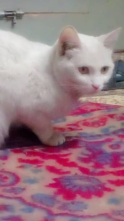 cute white Persian cat for sale only serious by can contact