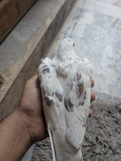 kabootar pigeon
